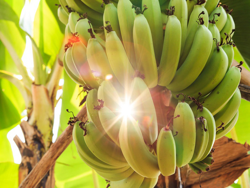 Cropping bananas healthy in Ecuador.